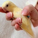 サザナミインコ（クリームイノ）の里親募集