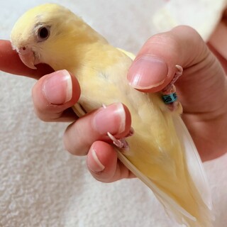 サザナミインコ（クリームイノ）の里親募集