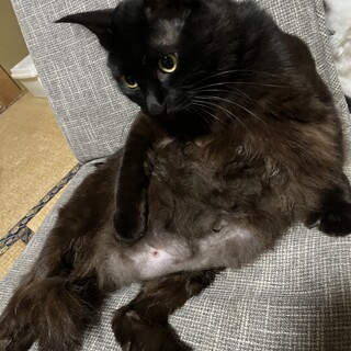 推定1歳　男の子　去勢済み