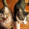 飼い主急逝…もう二度と離れないように サムネイル3