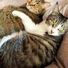 飼い主急逝…もう二度と離れないように サムネイル4