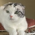 捨てられてたスコップ。