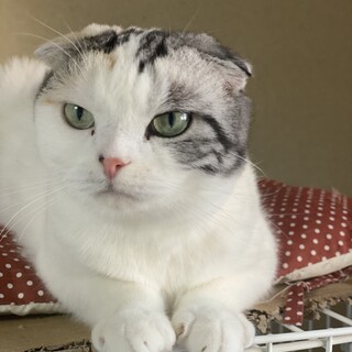 捨てられてたスコップ。