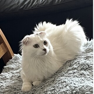 スコティッシュMIXの保護猫里親募集情報 :: ペットのおうち【里親決定