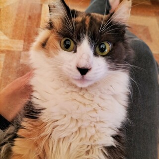 可愛くてお利口さん♡長毛三毛ココちゃん