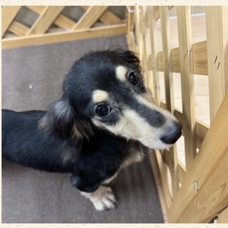 ダックスの女の子