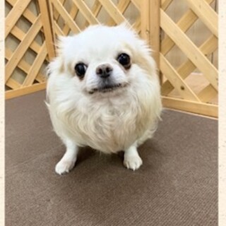 チワワの男の子