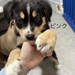 ハスキー✖️バーニーズ