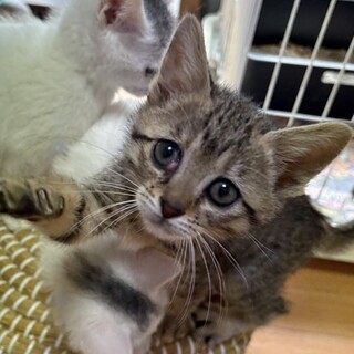 ウルトラ甘えん坊肩乗り大好き女子約2ヶ月