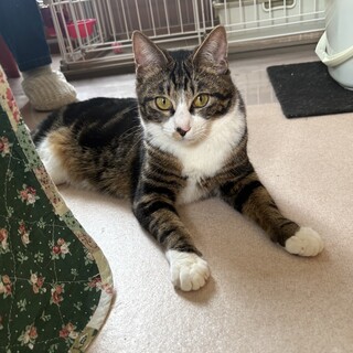 好奇心旺盛GIRLキジ白『アナ』