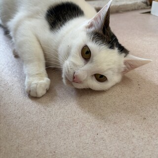 おてんばGIRL『エルサ』