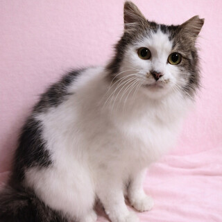 �ʂ�����݂݂�����ӂ�ӂ풷�сw�ǂ炿���x�Q��