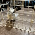 里親を募集します