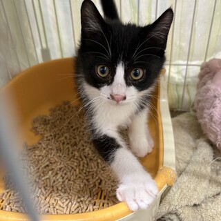 甘えん坊Boyハチワレ『ミッキー』