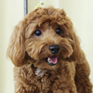 トイプードルの男の子です。