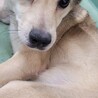 崖っぷちの野犬のハーゲン サムネイル7