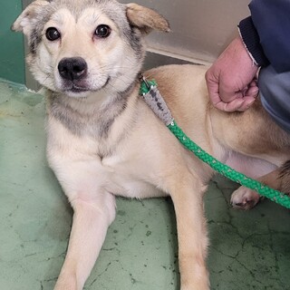 崖っぷちの野犬のハーゲン