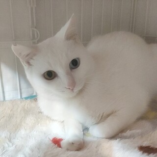 田舎のシロちゃんファミリー