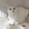 【募集一時停止】田舎のシロちゃんファミリー サムネイル6