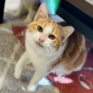 ジト目がデフォルト！おあげちゃん！【埼玉県】