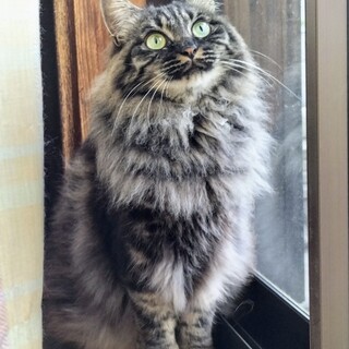 冬毛ふわふわ♡顔は濃いけど中身は甘々ブリちゃん