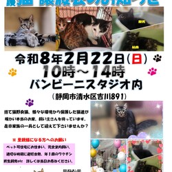 保護ニャンコの譲渡会ｂｙ静岡市清水区