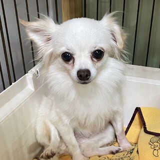 ビビリの大人しめチワワ「ドリームちゃん」