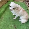 ビビリの大人しめチワワ「ドリームちゃん」