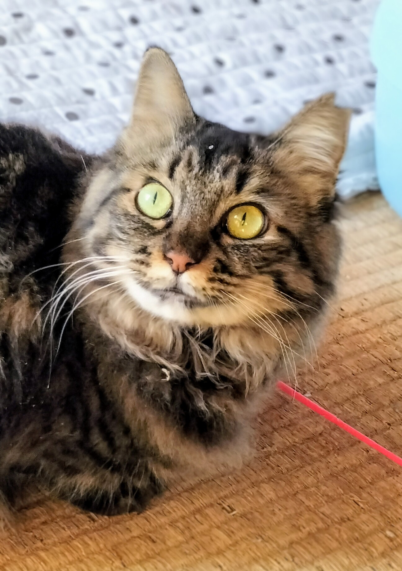 相性心配なし♡猫同士ならお任せ サムネイル1