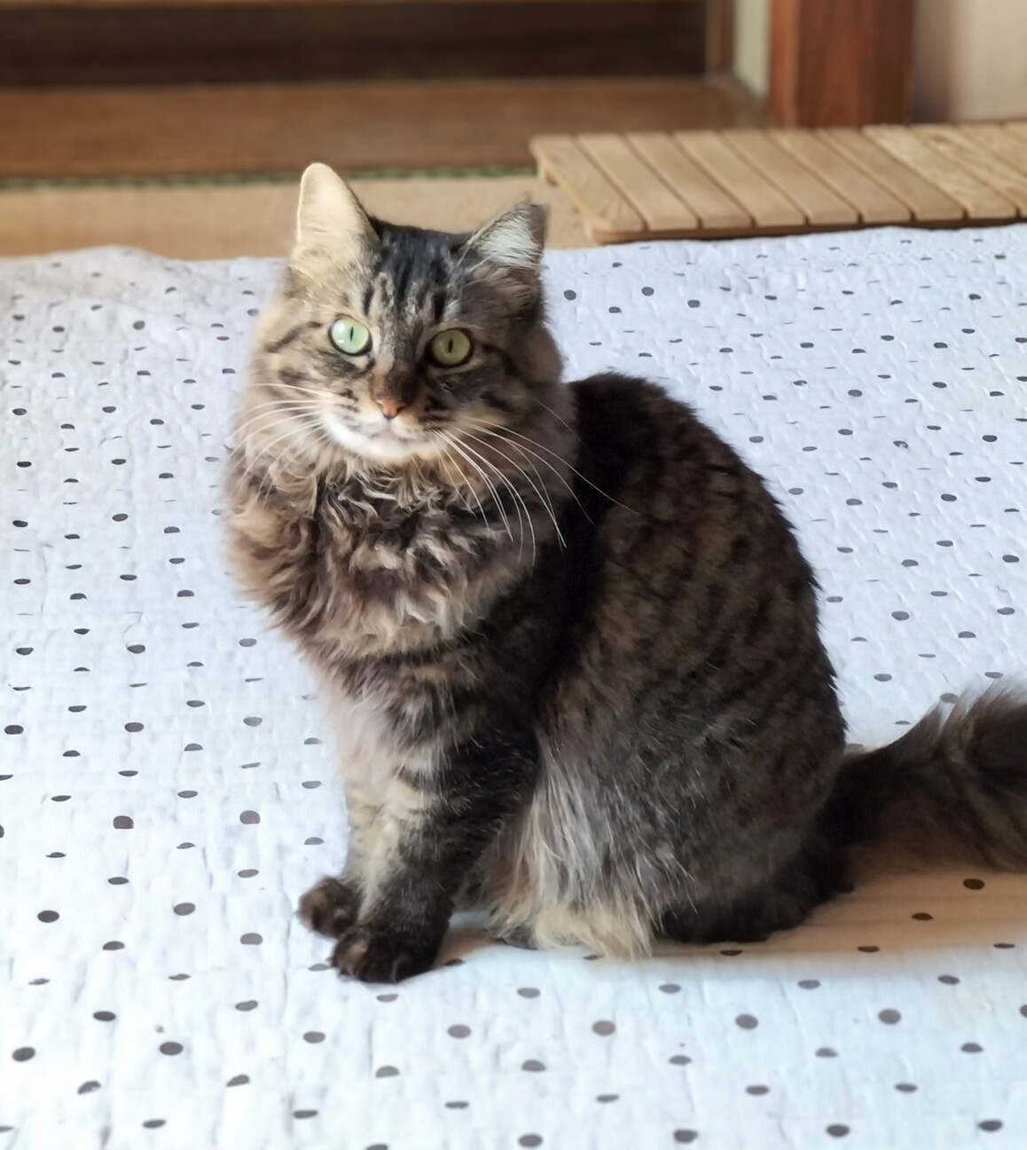 相性心配なし♡猫同士ならお任せ サムネイル2