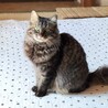 相性心配なし♡猫同士ならお任せ サムネイル2
