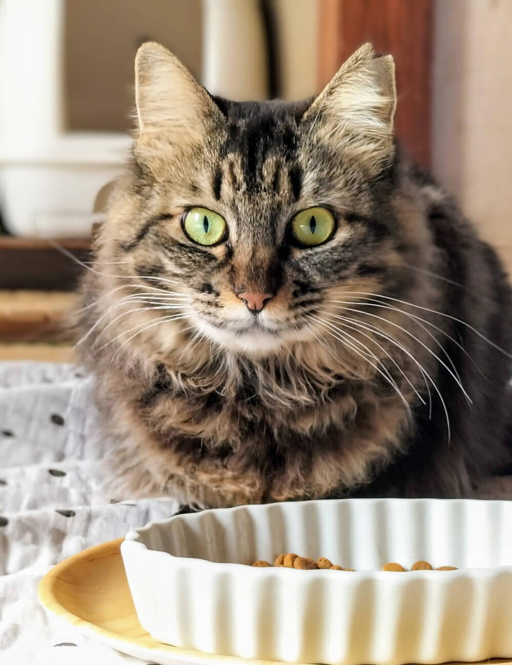 相性心配なし♡猫同士ならお任せ サムネイル3