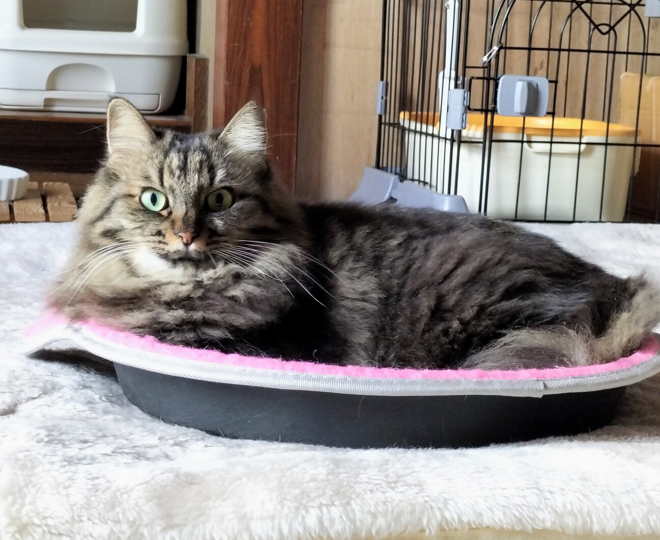 相性心配なし♡猫同士ならお任せ サムネイル4