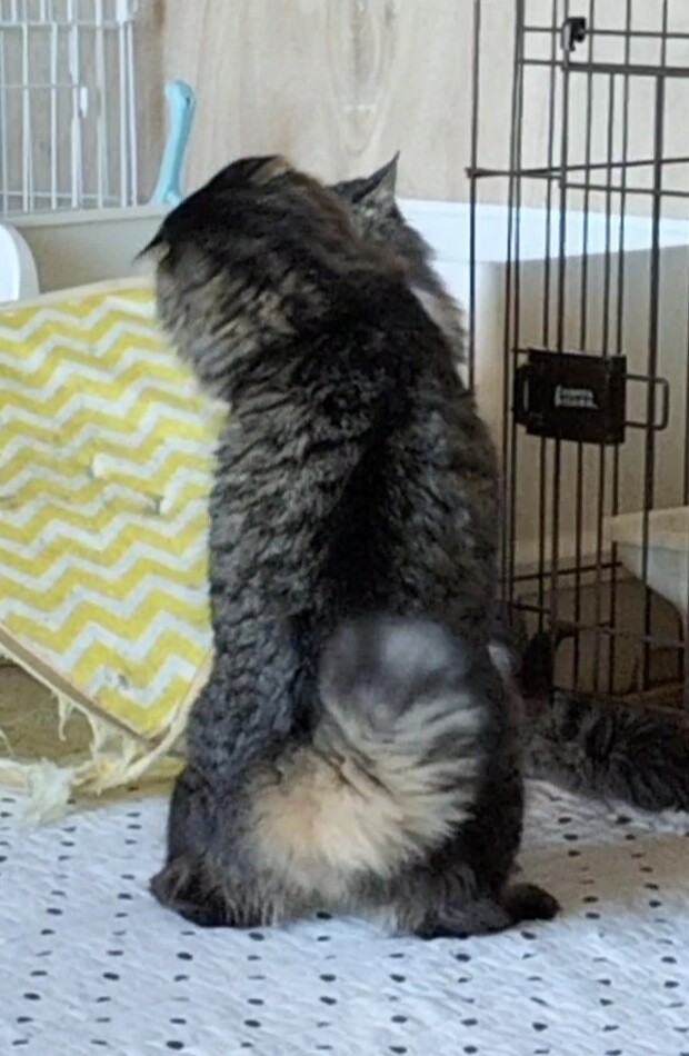 相性心配なし♡猫同士ならお任せ サムネイル5