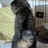 相性心配なし♡猫同士ならお任せ サムネイル5