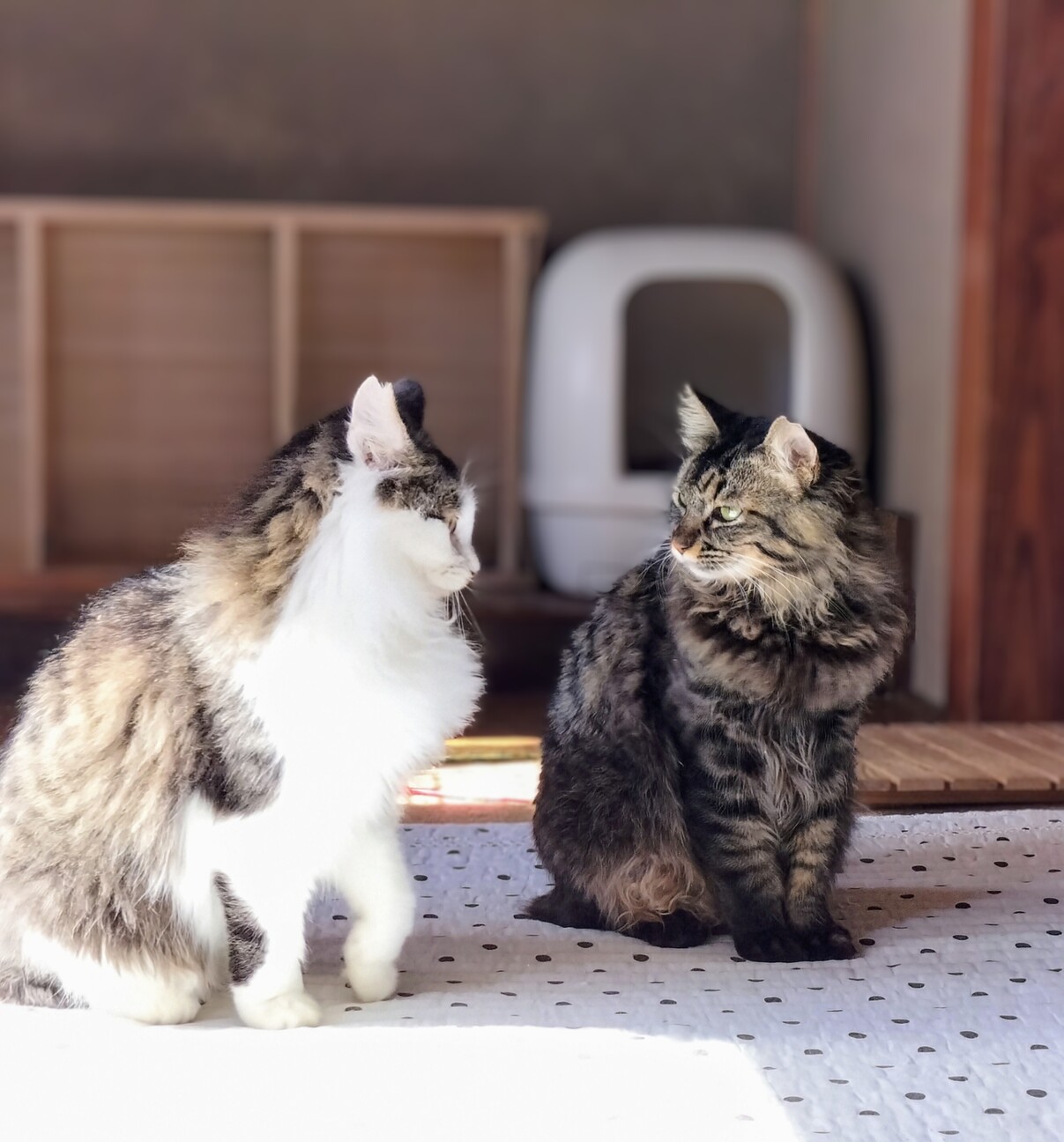 相性心配なし♡猫同士ならお任せ サムネイル7