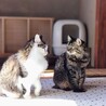 相性心配なし♡猫同士ならお任せ サムネイル7