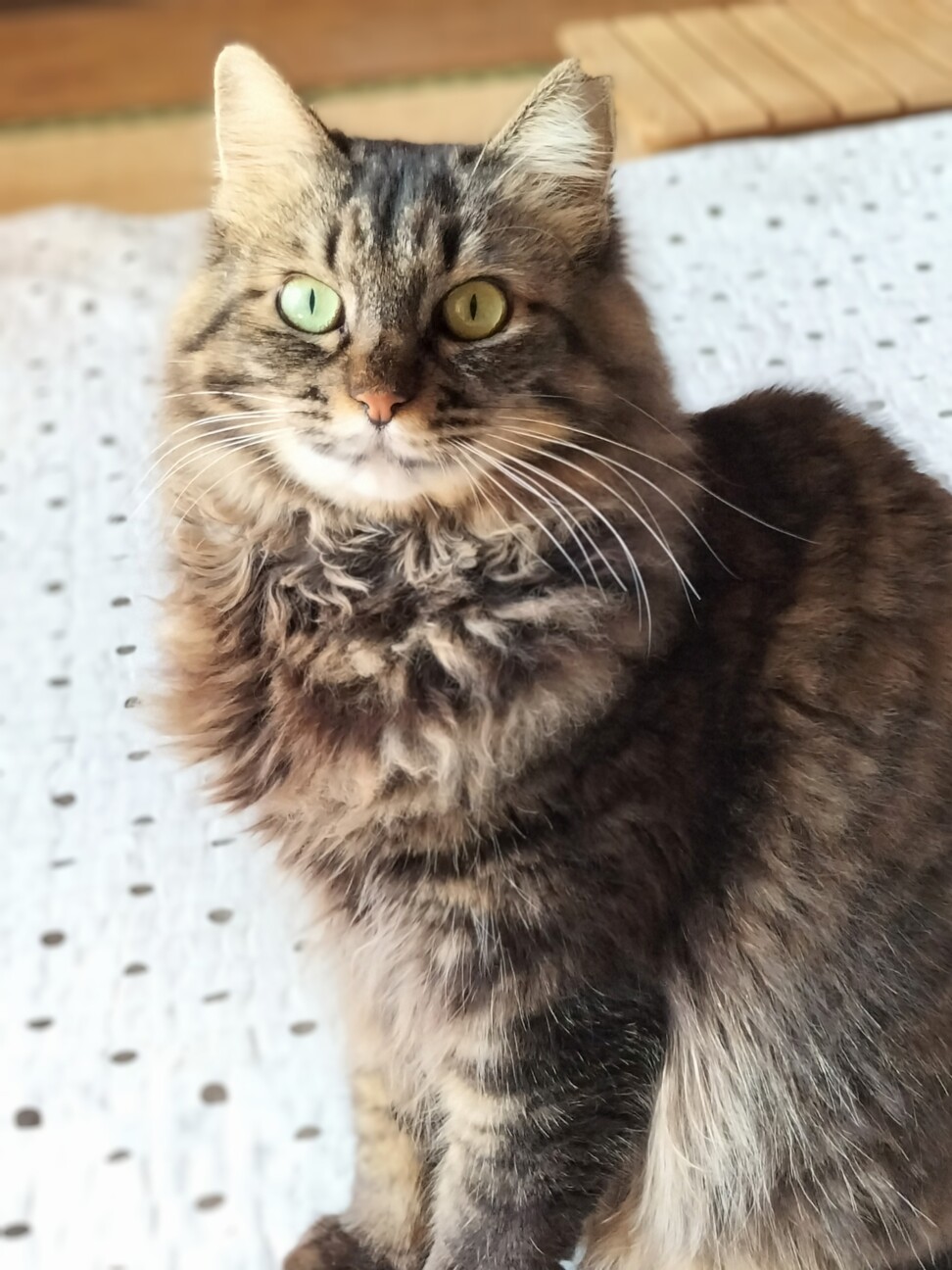 相性心配なし♡猫同士ならお任せ サムネイル6