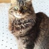 相性心配なし♡猫同士ならお任せ サムネイル6
