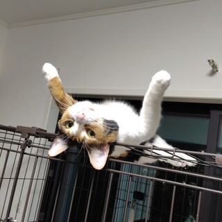 控えめな甘えっ子♪きれいなみけちゃん