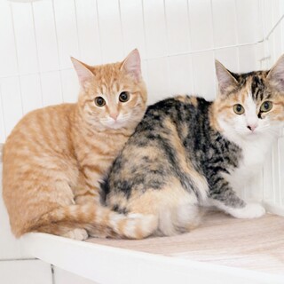 事故多発地域から保護した子達