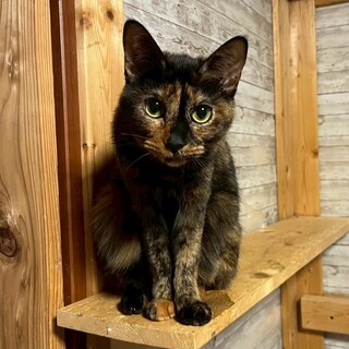 賢くて人が大好きな可愛いらんまちゃん