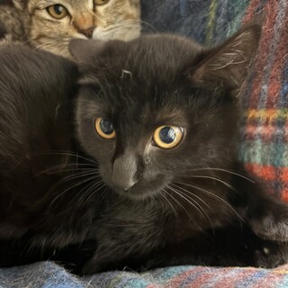 いつかは甘えん坊♪黒猫のチャオちゃんです♪