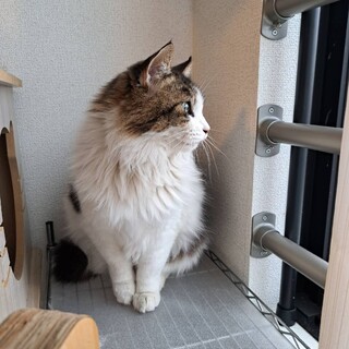 短足がかわいい長毛の女の子