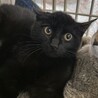 いつかは甘えん坊♪黒猫のチャオちゃんです♪ サムネイル3