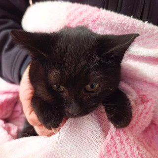 丸顔が可愛い黒猫姉妹のココアちゃん