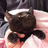 丸顔が可愛い黒猫姉妹のココアちゃん サムネイル2