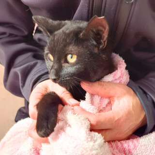 可愛い黒猫の美人姉妹