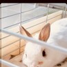 ちょびりーな