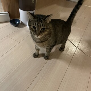 甘えん坊なキジトラちゃん